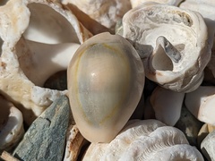 Monetaria annulus