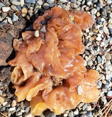 Guepinia helvelloides