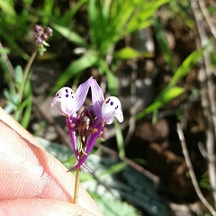 Linaria amethystea