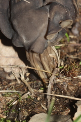 Helvella lacunosa