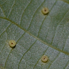 Caryomyia flaticrustum