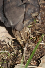 Helvella lacunosa