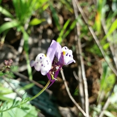 Linaria amethystea