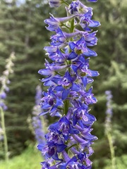 Delphinium glaucum