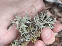 Ramalina celastri