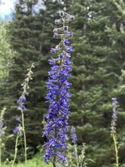Delphinium glaucum