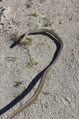 Masticophis taeniatus