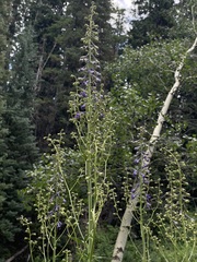 Delphinium glaucum