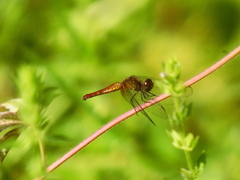 Erythrodiplax famula