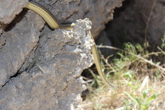 Masticophis taeniatus