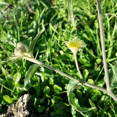 Andryala integrifolia