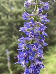 Delphinium glaucum