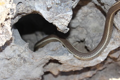 Masticophis taeniatus