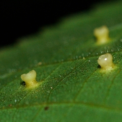 Caryomyia flaticrustum