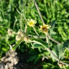 Andryala integrifolia