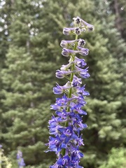 Delphinium glaucum