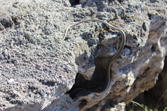Masticophis taeniatus