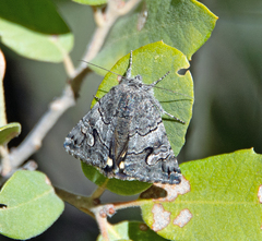 Litocala sexsignata