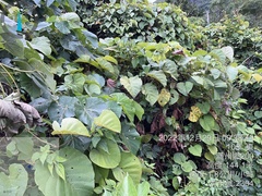 Decalobanthus distillatorius