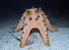 Protoreaster nodosus