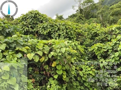 Decalobanthus distillatorius