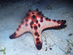 Protoreaster nodosus