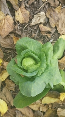 Brassica oleracea capitata
