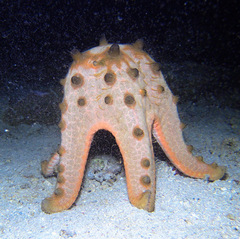 Protoreaster nodosus