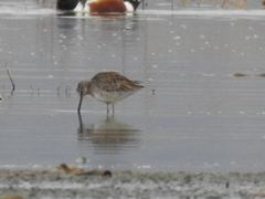 Limnodromus scolopaceus