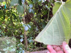 Decalobanthus distillatorius