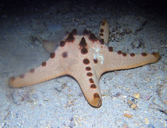 Protoreaster nodosus