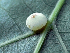 Caryomyia glauciglobus