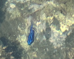 Stegastes acapulcoensis