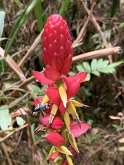 Pitcairnia kniphofioides