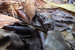 Pelodryadidae