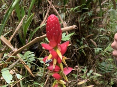 Pitcairnia kniphofioides