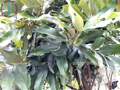 Diospyros blancoi