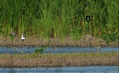 Calidris subruficollis