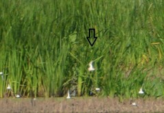 Calidris subruficollis