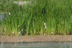 Calidris subruficollis