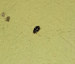 Hyperaspis festiva