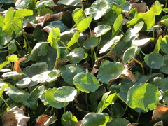 Hydrocotyle