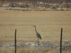 Ardea herodias