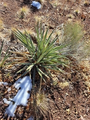 Yucca baccata