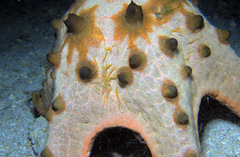 Protoreaster nodosus