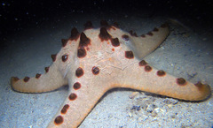 Protoreaster nodosus