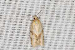 Clepsis divulsana