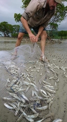 Atherinomorus vaigiensis