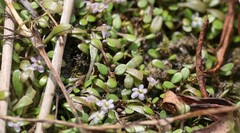 Glossostigma elatinoides