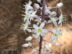 Drimia hesperia image